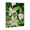Stupell Industries Blooming White Tropical Flowers Canvas By Susan Arnot